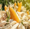 Global Zinc Deficiency Drives Zinc Sulphate Monohydrate Demand