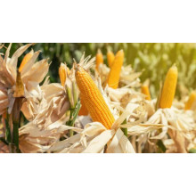 Global Zinc Deficiency Drives Zinc Sulphate Monohydrate Demand