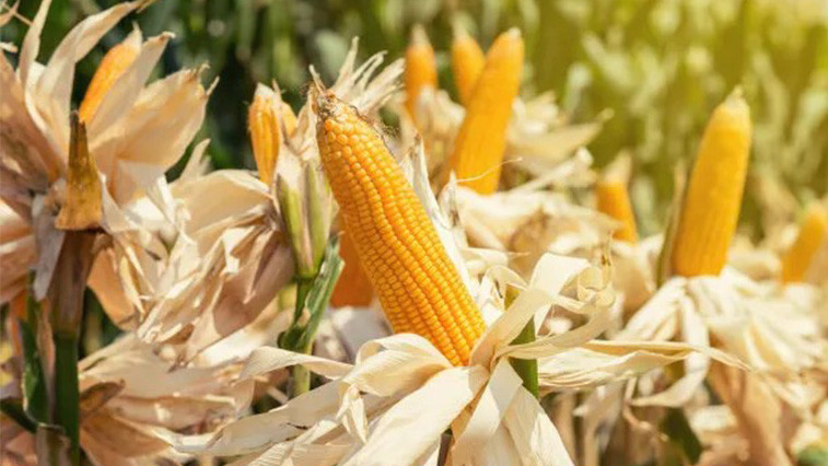 Global Zinc Deficiency Drives Zinc Sulphate Monohydrate Demand