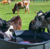 Heat Stress Management Boosts Magnesium Sulphate in Feed