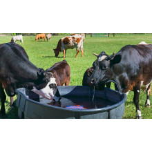 Heat Stress Management Boosts Magnesium Sulphate in Feed