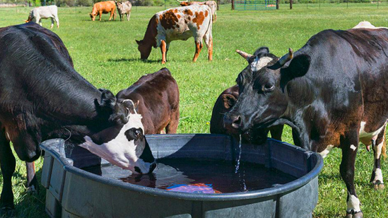 Heat Stress Management Boosts Magnesium Sulphate in Feed