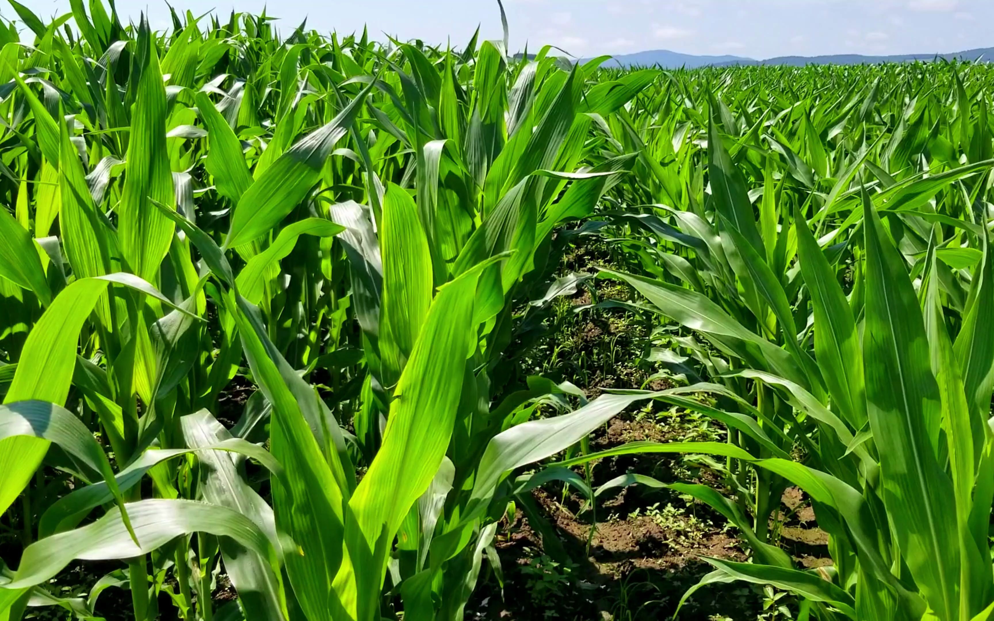soil amendment solutions