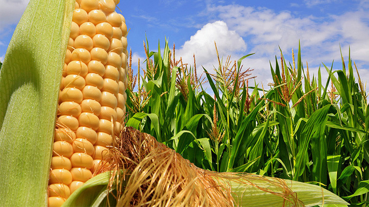 agricultural chemicals
