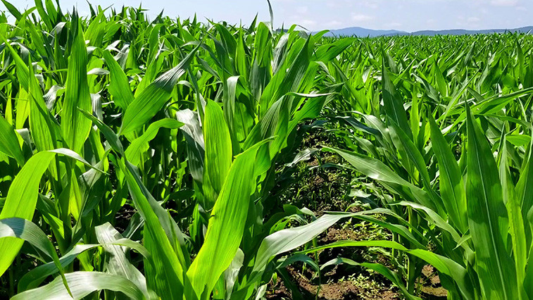Zinc Sulphate Application Guide for Better Crop Yield
