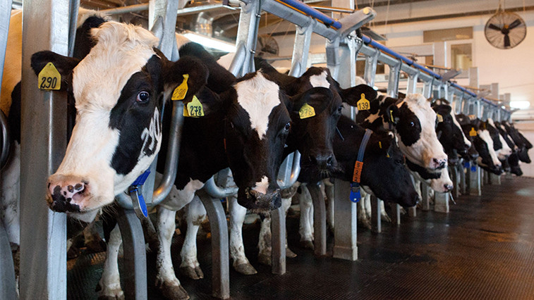 Animal Nutrition and Feed Additives Strategy