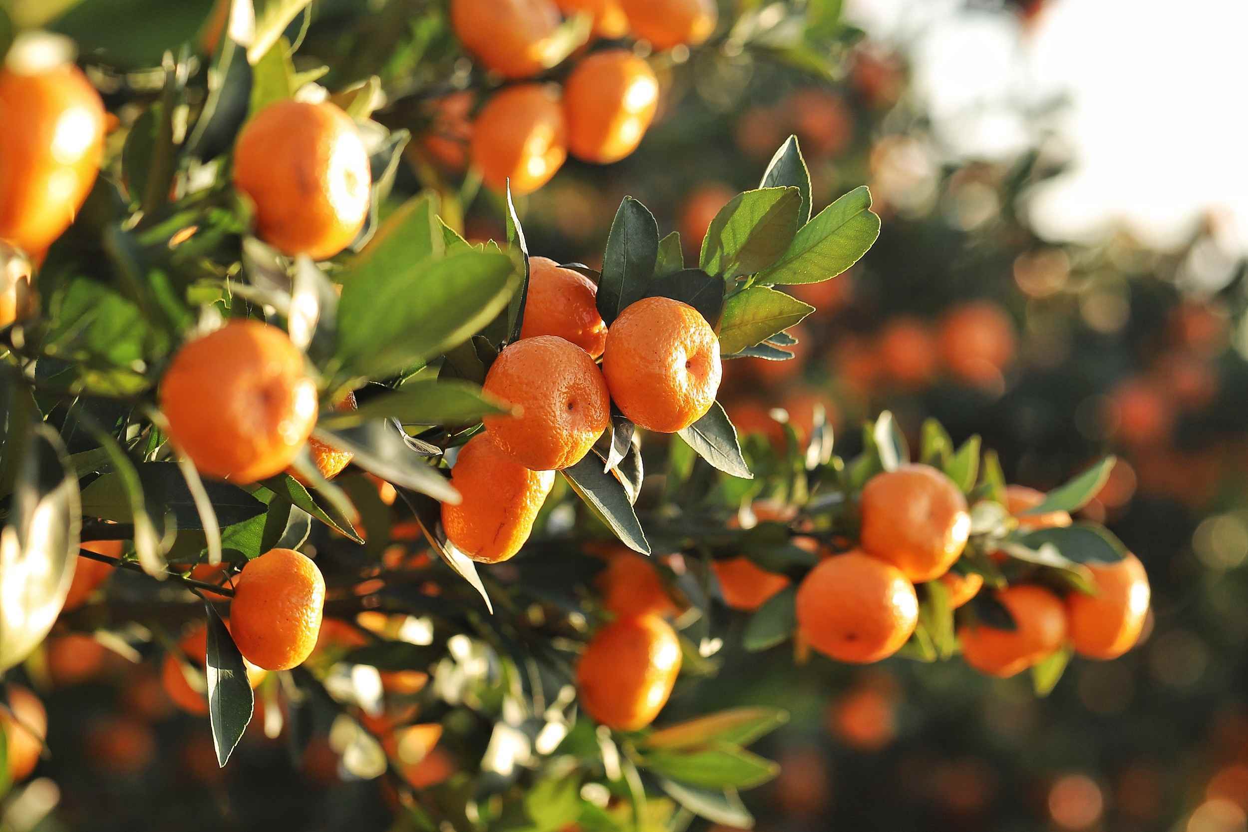 Citrus Orchard Zinc Deficiency Correction