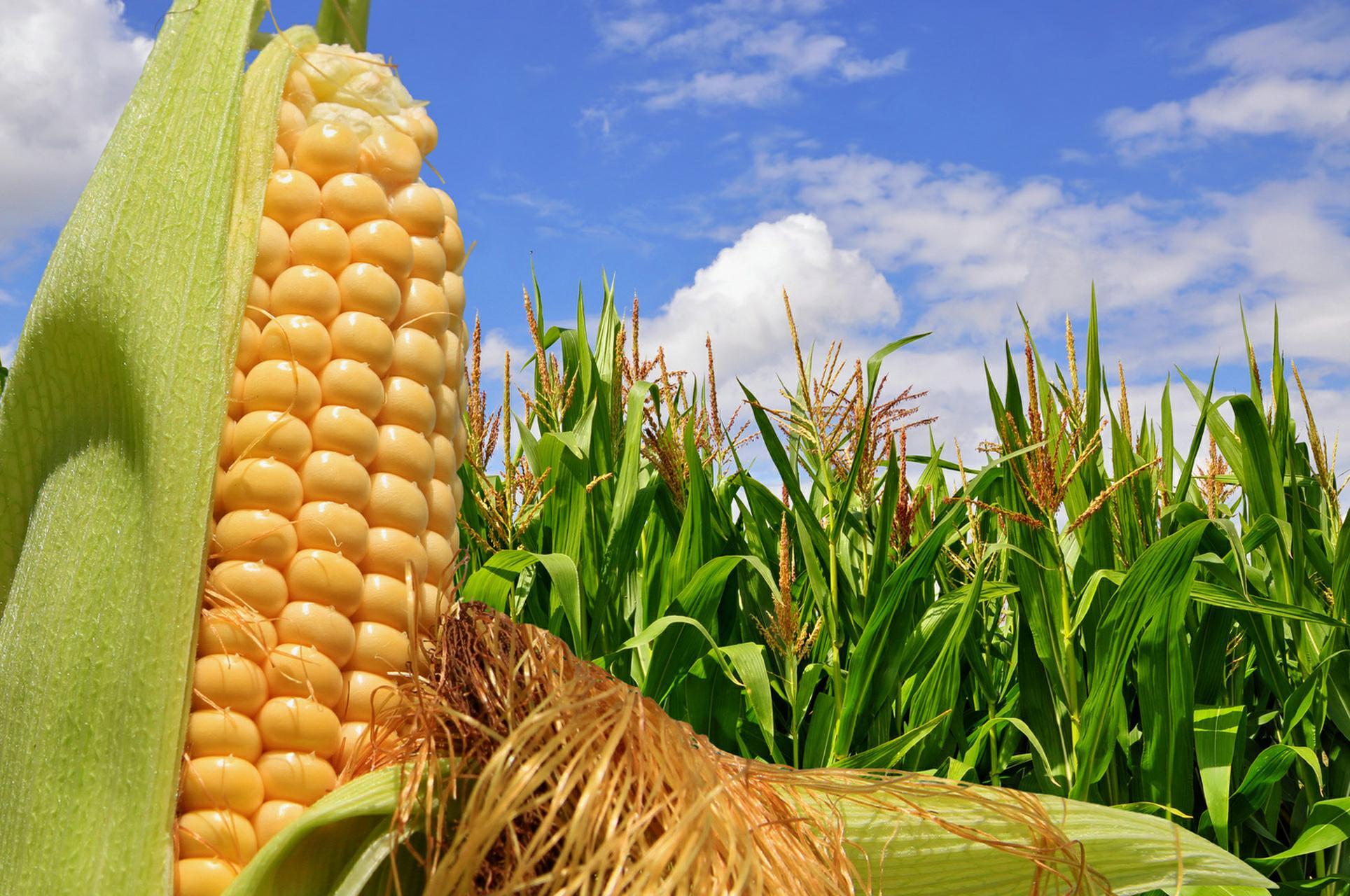 Corn Field Base Application