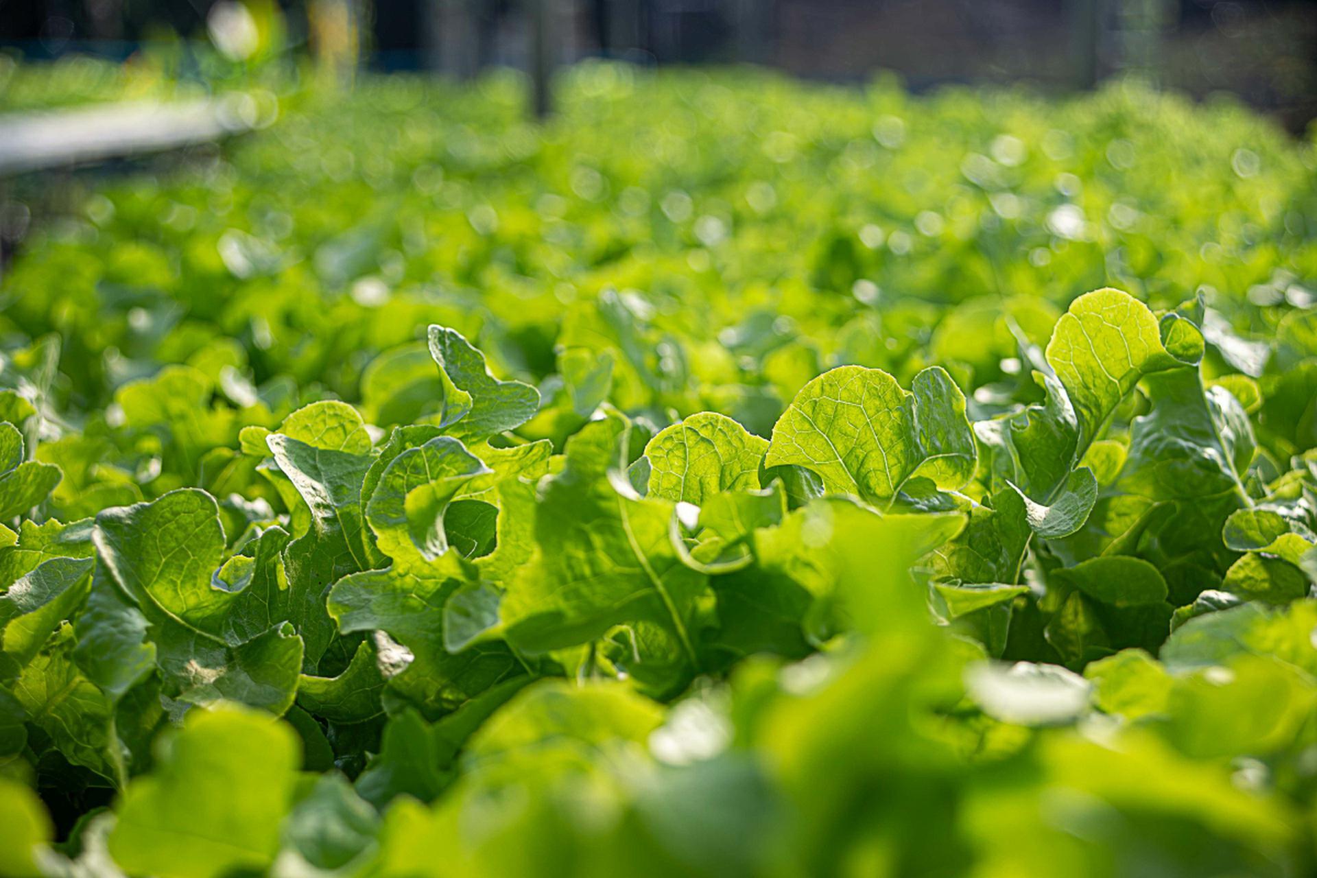 Hydroponic Nutrient System