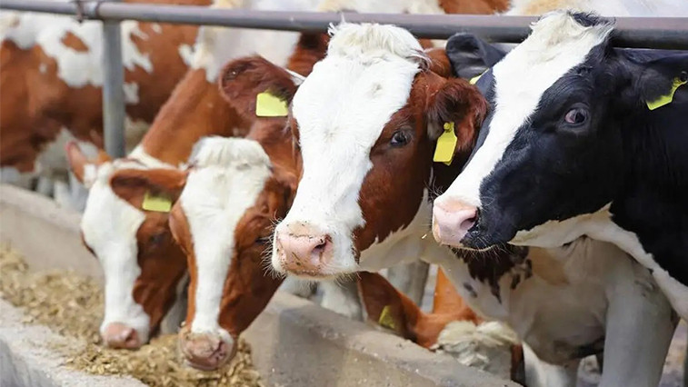 Livestock Feed Supplementation