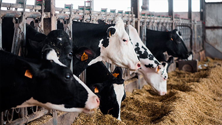 Potassium Iodide Enhances Dairy Feed Nutrition — Richase Strengthens Core Animal Nutrition Supply BY:Zhang