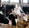 Potassium Iodide Enhances Dairy Feed Nutrition — Richase Strengthens Core Animal Nutrition Supply BY:Zhang