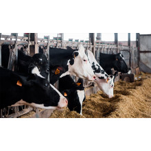 Potassium Iodide Enhances Dairy Feed Nutrition — Richase Strengthens Core Animal Nutrition Supply BY:Zhang