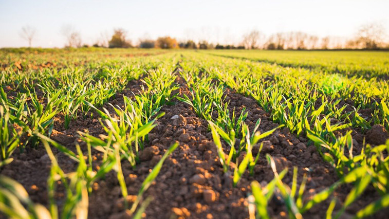 Magnesium Sulfate Heptahydrate: A Green Power in Agriculture BY:Li zhaoxuan