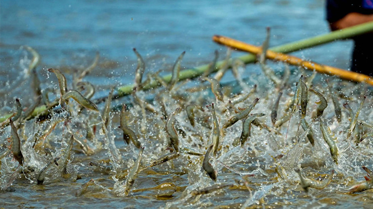 Tea Saponin for Sustainable Aquaculture Development BY:Lina