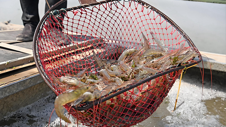 Enhancing Aquaculture Safety with Tea Saponin Solutions BY:Lina