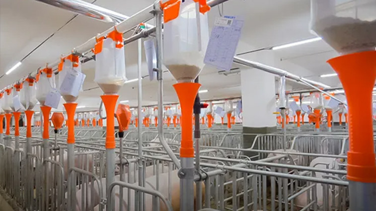 Lysine Becomes an Essential Feed Additive Supporting Efficient and Sustainable Swine Production in Germany  BY:Ludwig