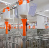 Lysine Becomes an Essential Feed Additive Supporting Efficient and Sustainable Swine Production in Germany  BY:Ludwig