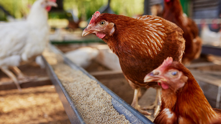 Choline Chloride Product Introduction A Key Choice for High-Efficiency Nutritional Additives  BY:Cynthia