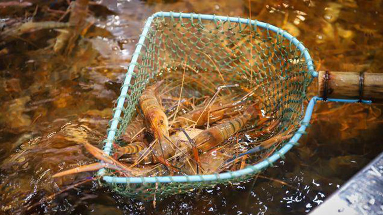 Tea Saponin for Sustainable Aquaculture Development BY:Lina