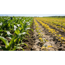 Zinc Sulphate Demand Rises on Policy and Soil Health Focus