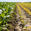 Zinc Sulphate Demand Rises on Policy and Soil Health Focus