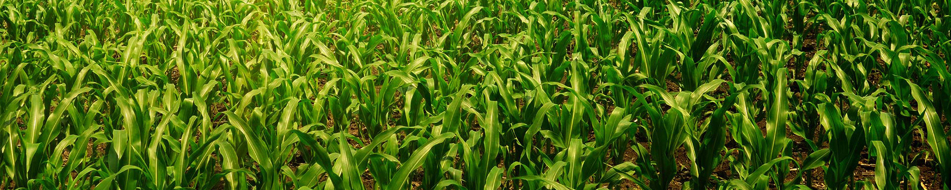  What is Magnesium Sulphate Heptahydrate