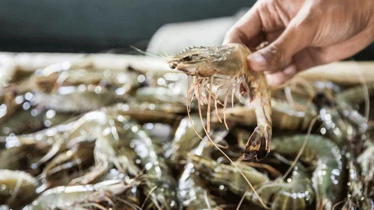 Choline Chloride Enhancement Method BY:Lina