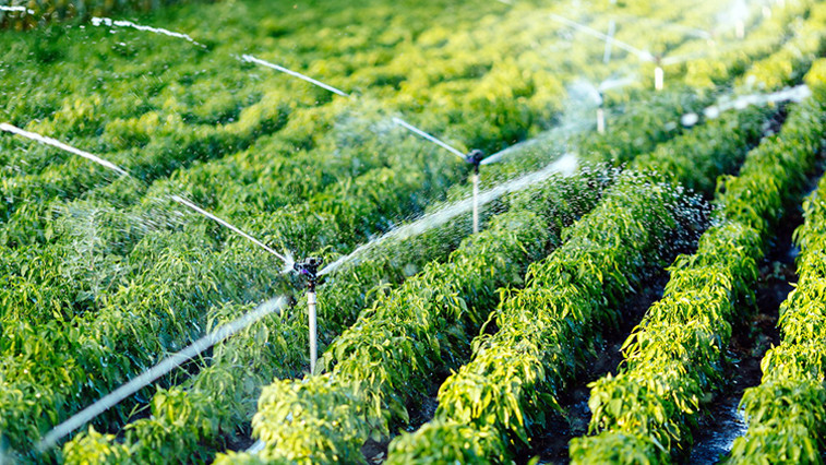 Boost Crop Yield with Magnesium Oxide Fertilizer Solutions