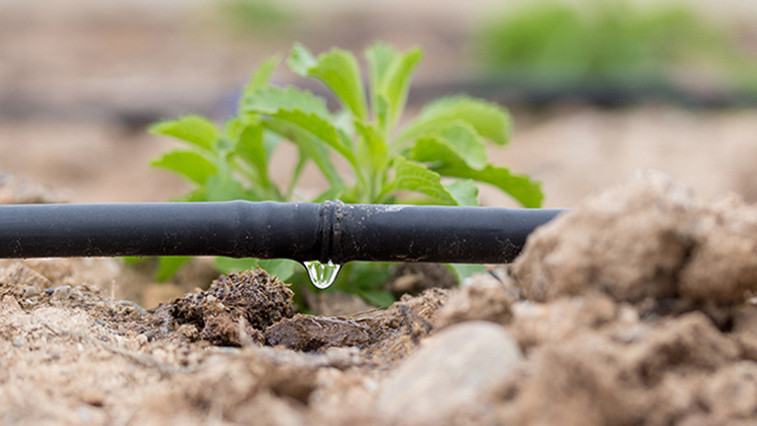 MAP fertilizer supplier
