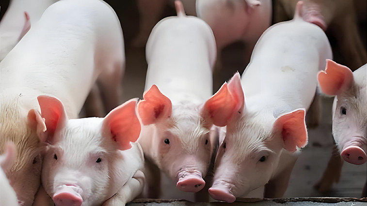 The application of choline chloride in the feed industry  BY:Lina