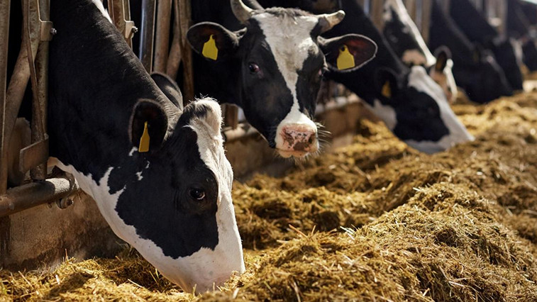 The Essential Role of Feed Grade Magnesium Oxide in Modern Livestock Nutrition  BY:Binny