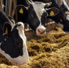 The Essential Role of Feed Grade Magnesium Oxide in Modern Livestock Nutrition BY:Binny