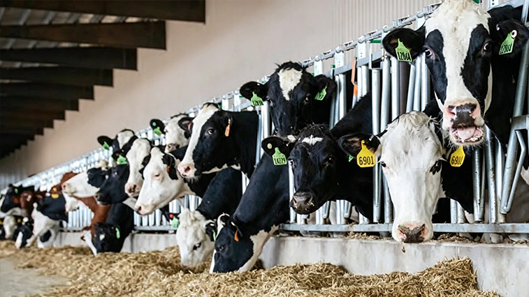 Animal Feed Magnesium Oxide Prices Steady as Dairy Sector Expands