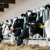 Animal Feed Magnesium Oxide Prices Steady as Dairy Sector Expands