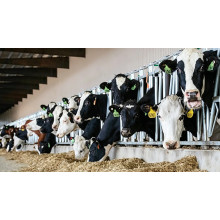 Animal Feed Magnesium Oxide Prices Steady as Dairy Sector Expands