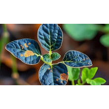 Magnesium Oxide Fertilizer Demand Rises in Global Crop Nutrition