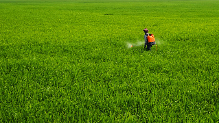 A Powerful Tool for Magnesium Sulfate Sulfate Foliar Spray: Important Precautions You Must Know!  BY:Lina