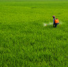 A Powerful Tool for Magnesium Sulfate Sulfate Foliar Spray: Important Precautions You Must Know!  BY:Lina