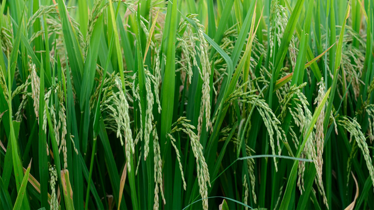 Magnesium Sulphate Monohydrate for Soil Recovery