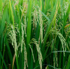 Magnesium Sulphate Monohydrate for Soil Recovery