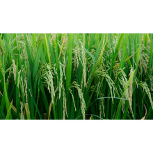 Magnesium Sulphate Monohydrate for Soil Recovery