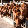 Feed Grade MgO and Lysine Optimize Dairy Cow Nutrition