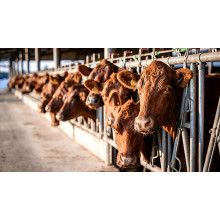 Feed Grade MgO and Lysine Optimize Dairy Cow Nutrition