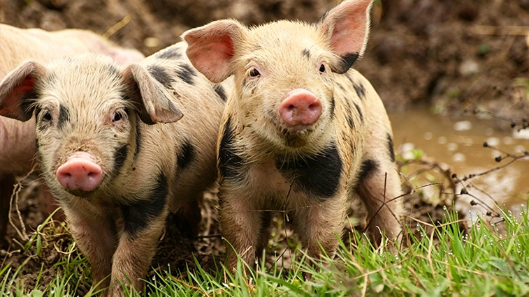 Dicalcium Phosphate in Feed: Essential Mineral for Animal Nutrition  BY:Binny
