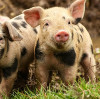 Dicalcium Phosphate in Feed: Essential Mineral for Animal Nutrition  BY:Binny