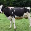 Feed Grade MgO: Premium Animal Nutrition Solutions