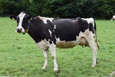 Feed grade MgO powder