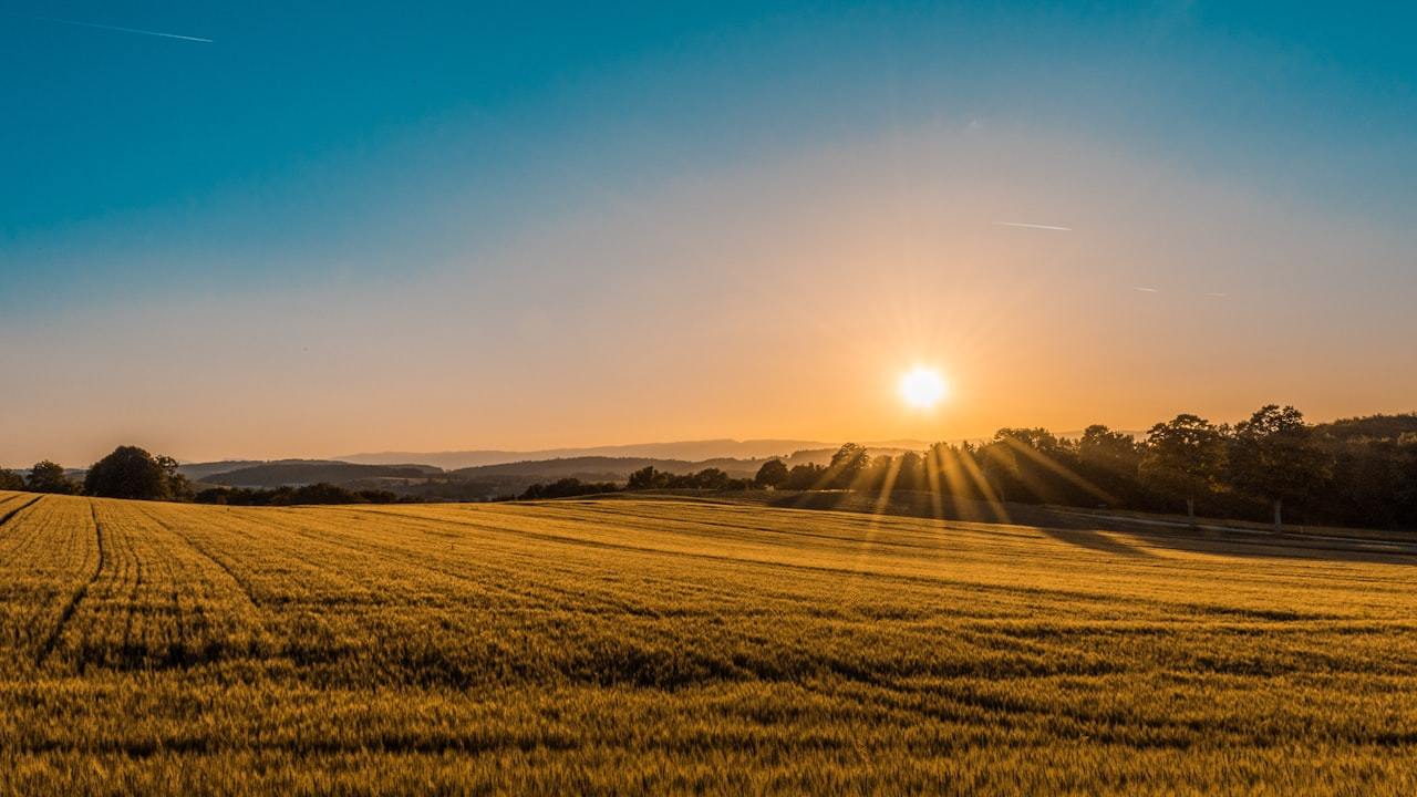 Potassium Nitrate for Crops: Buyer Guide