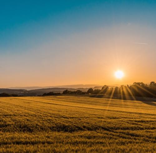 Potassium Nitrate for Crops: Buyer Guide